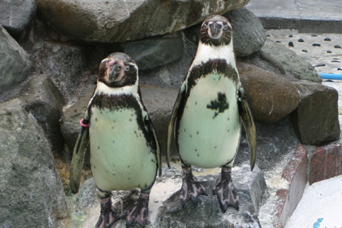 下田海中水族館-ペンギン触れ合い体験