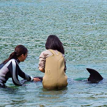 下田海中水族館-ドルフィンビーチ