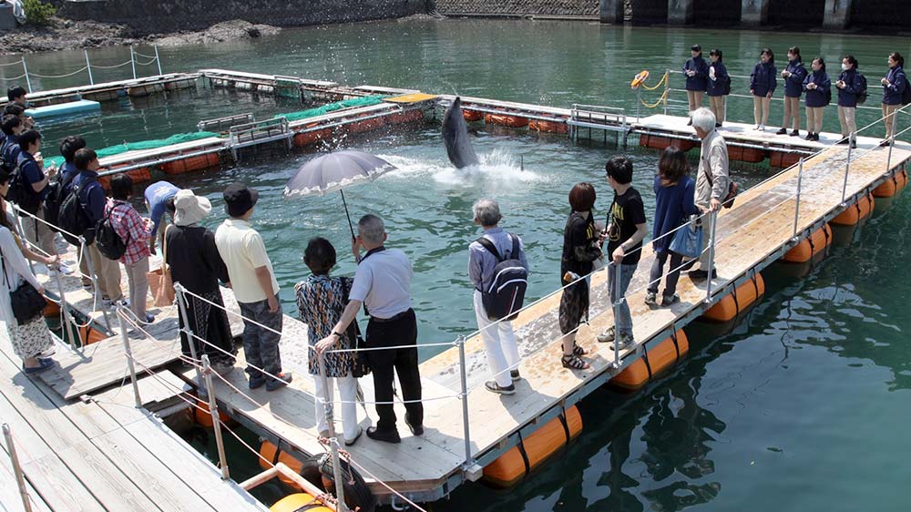 下田海中水族館-いるかの学校