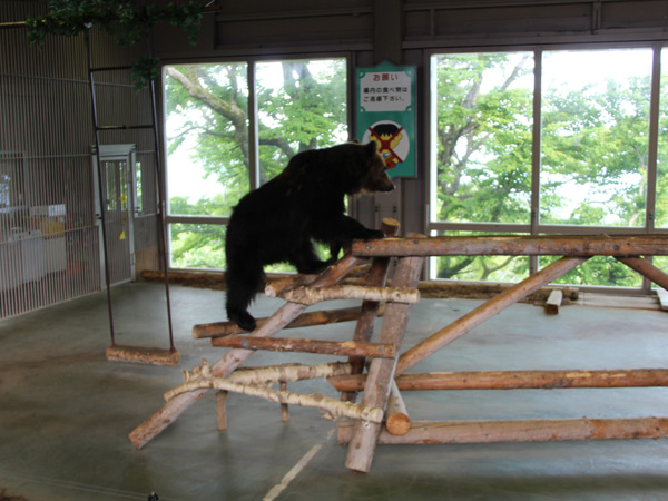 のぼりべつクマ牧場-クマ山のステージ