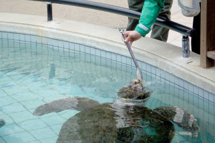 下田海中水族館-ウミガメ餌やり体験