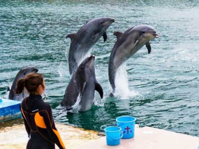 下田海中水族館-ワンダーオーシャン