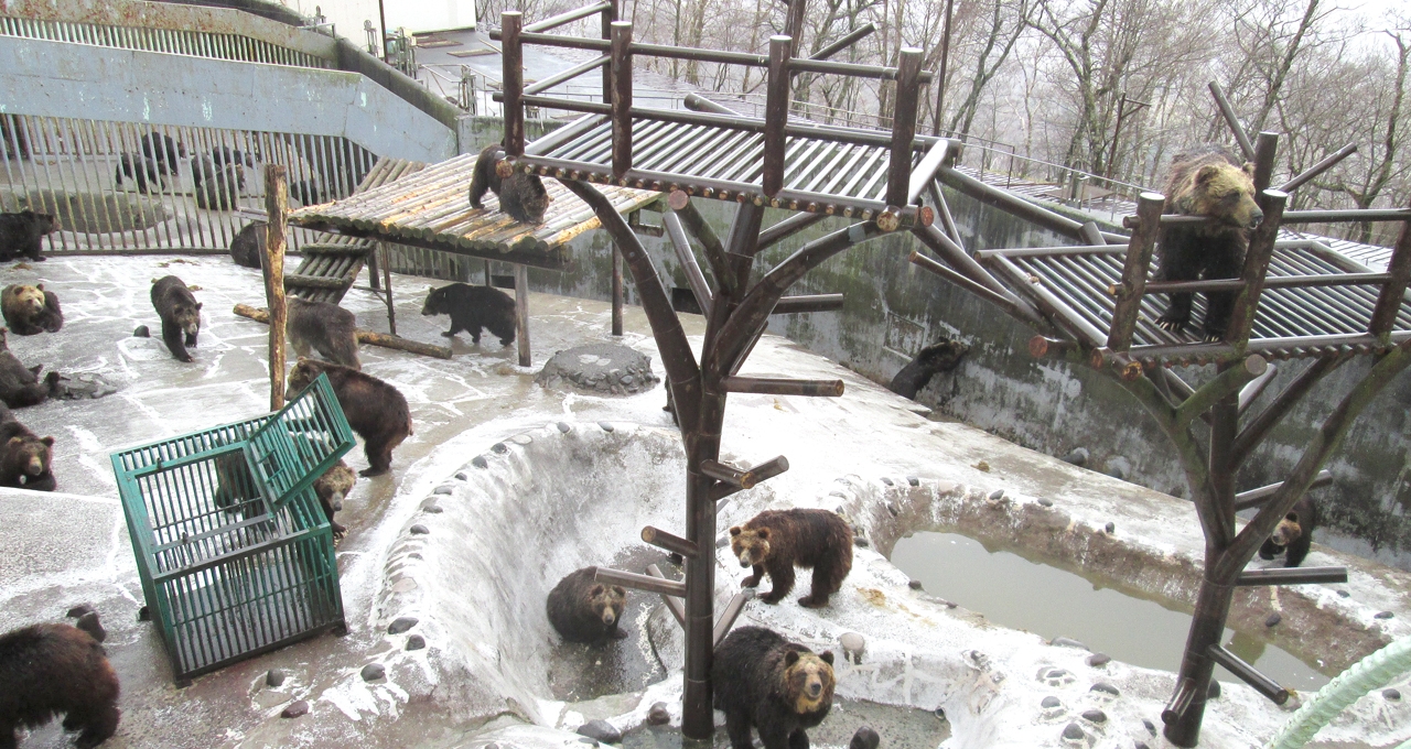 のぼりべつクマ牧場 - 第2牧場（メス）