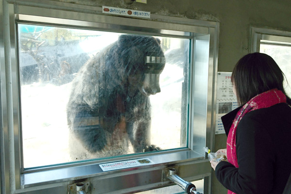 のぼりべつクマ牧場 - ガラス張り