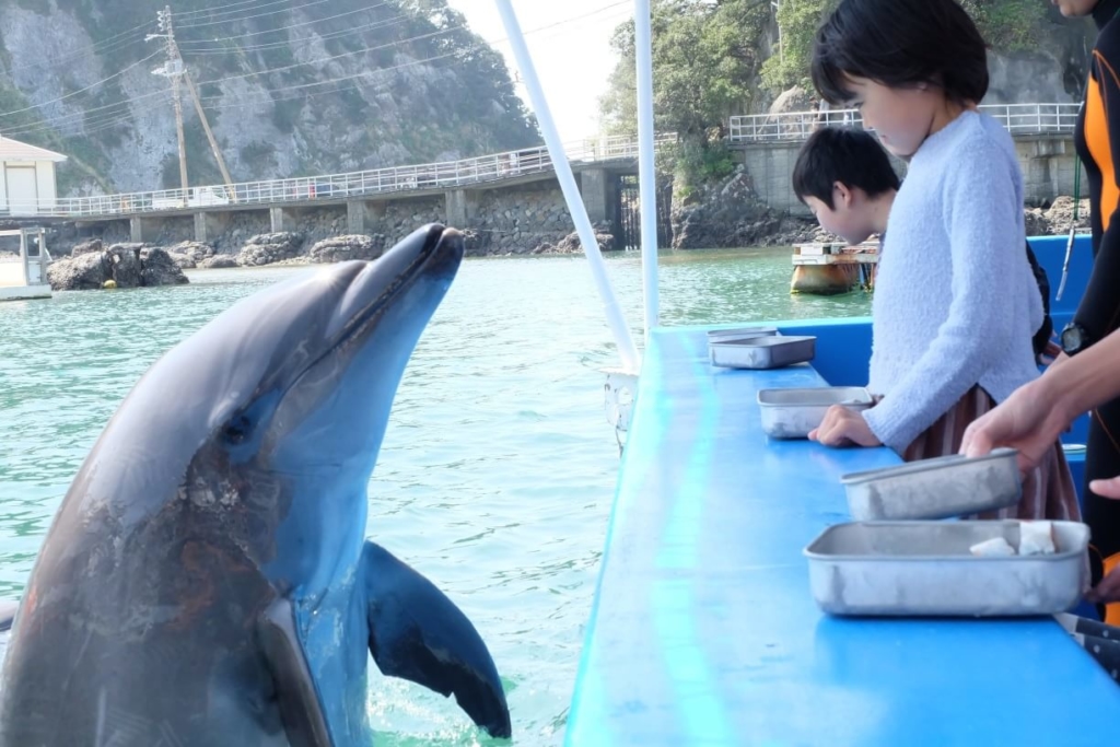 【割引あり】下田海中水族館はイルカと一緒に遊べる&泳げる”唯一無二”の体験イベントが沢山ある！