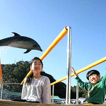 下田海中水族館-アメージング・シート