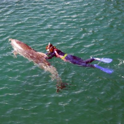 下田海中水族館-ドルフィンスノーケル