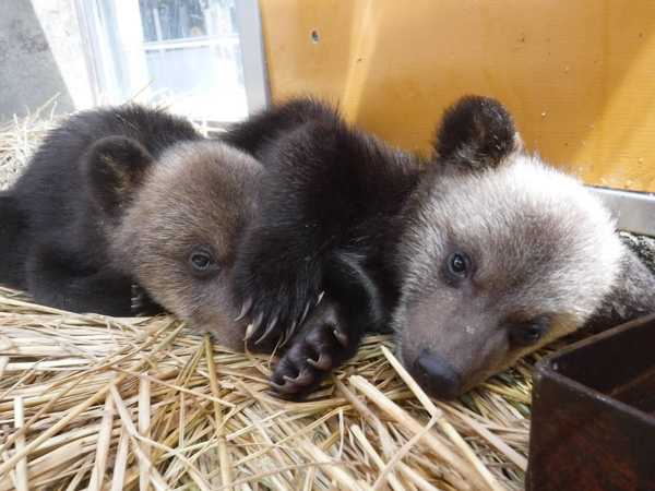 のぼりべつクマ牧場-子グマ牧場