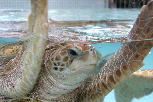 下田海中水族館-ウミガメガイド給餌