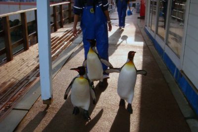 下田海中水族館-ペタペタマーチ