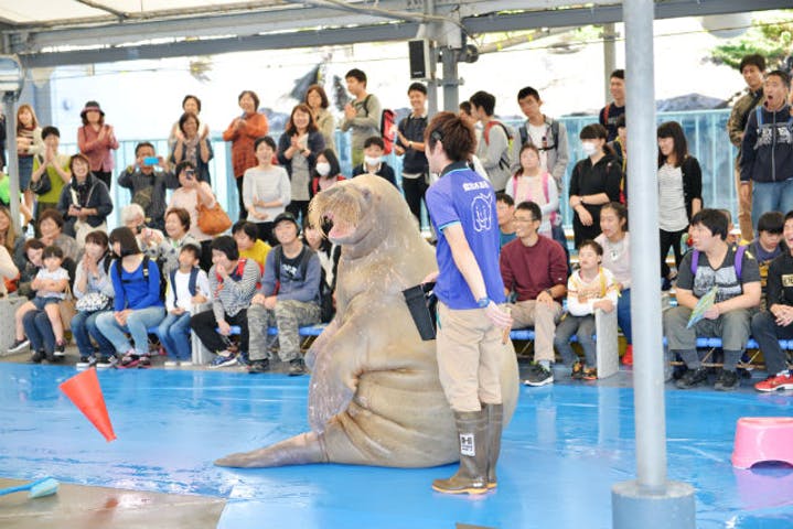 【割引まとめ】鳥羽水族館の入場料金・割引チケット・クーポン・前売り券情報|おすすめスポットも紹介