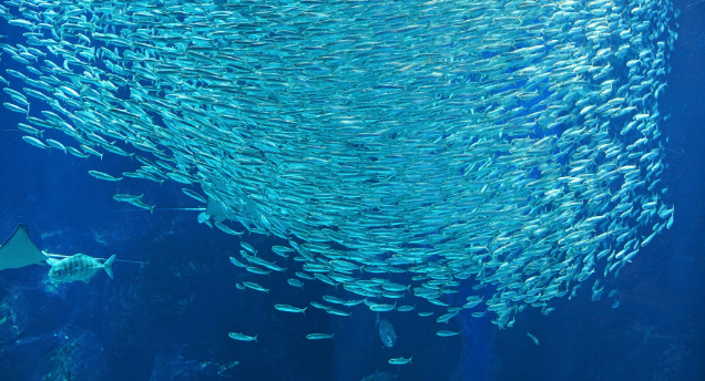 マリンワールド 外洋大水槽ショー