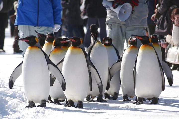 【割引まとめ】旭山動物園の入場料金・割引チケット・クーポン・前売り券情報