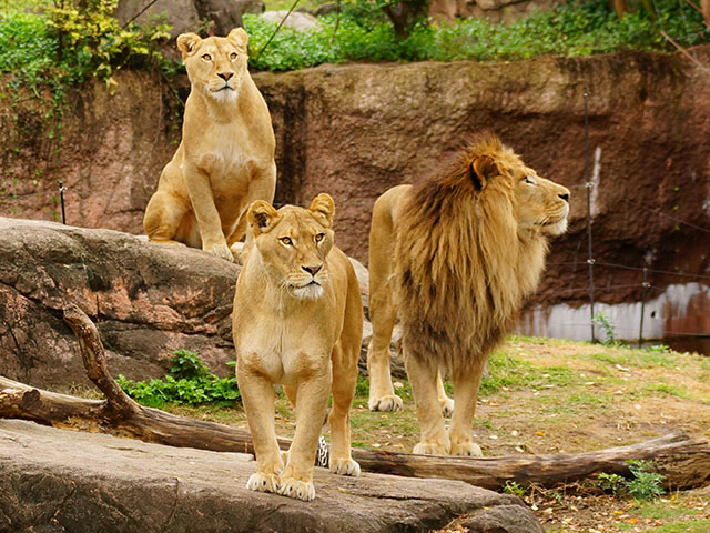 天王寺動物園