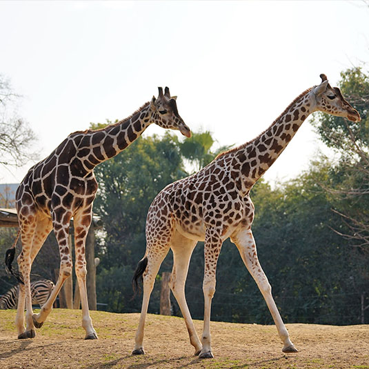 天王寺動物園