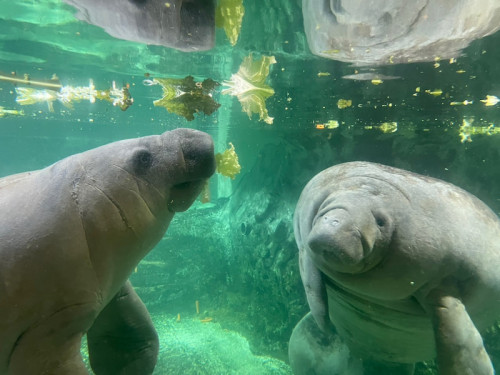 新屋島水族館