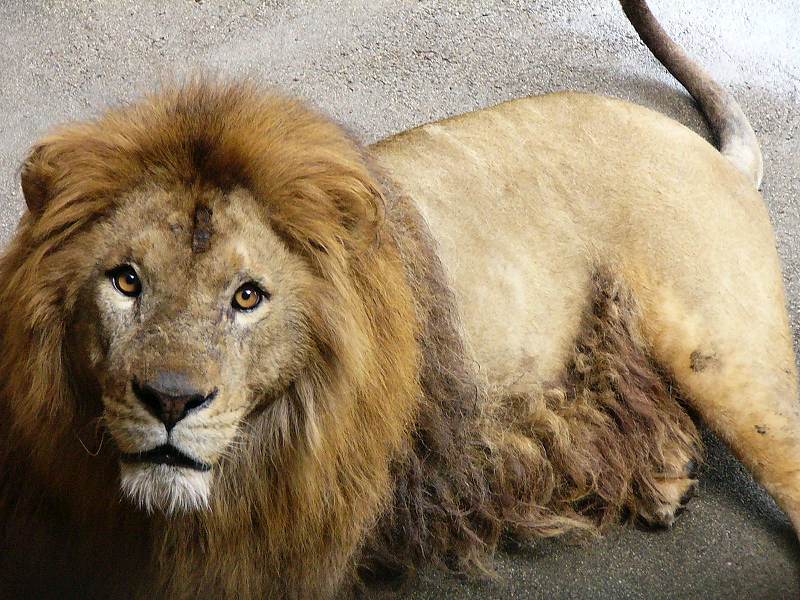 熊本市動植物園