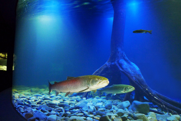 北の大地の水族館