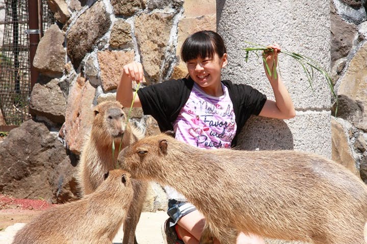 【520円割引】伊豆シャボテン動物公園の入場料金・チケット・クーポン・前売り券情報