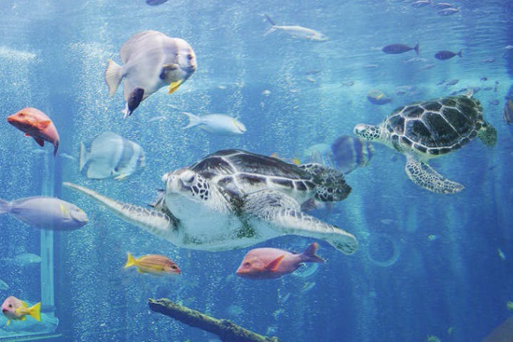 箱根園水族館