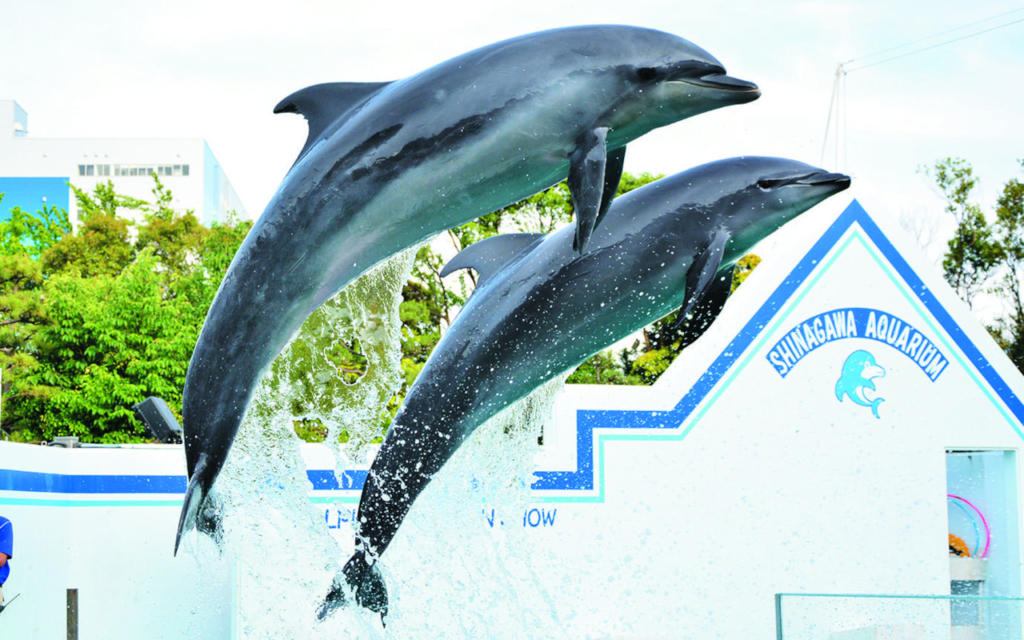 しながわ水族館