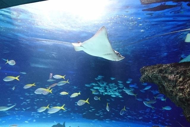 サンシャイン水族館