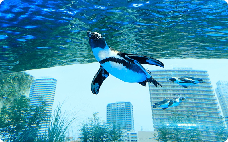 サンシャイン水族館