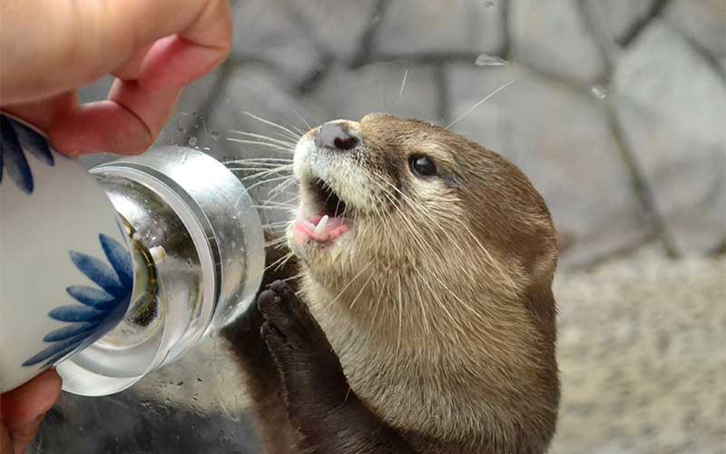 箱根園水族館